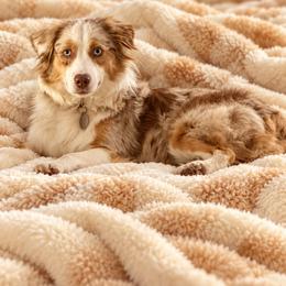 Sadie - Miniature Australian Shepherd