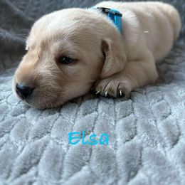 Elsa - Yellow female Labrador Retriever puppy in Noxon, California from Blockhead Blessings