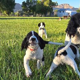 Oz - Black and white male English Springer Spaniel puppy in Palisade, Colorado from Bigfoot's Kennel