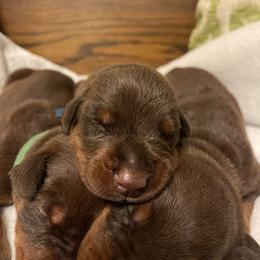 Logan - Red and rust male Doberman Pinscher puppy in Boyd, Texas from Team Feem Breeders