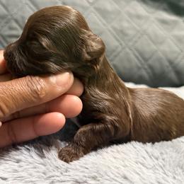Dave - Chocolate and tan male Yorkshire Terrier puppy in Dallas, Texas from JBzPawz