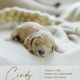 Cindy - Apricot female Goldendoodle puppy in Hiddenite, North Carolina from Rose and Reid Doodles