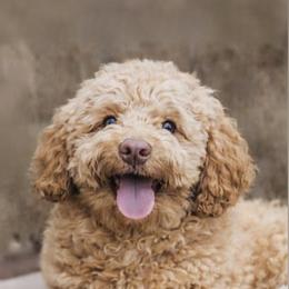 Chewbacca - Goldendoodle