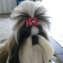 Shih Tzus from Vintage Garden Shih Tzu