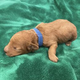Tyme - Red  male Poodle puppy in Wilmington, Delaware from Imperial Poodles LLC