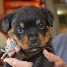 Boy 1 - male Rottweiler puppy in Dawson Springs, Kentucky from Lakeview Rottweilers