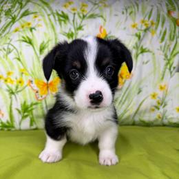 CONWAY - Black and tan male Pembroke Welsh Corgi puppy in Ritzville, Washington from Sapphire Iris Corgis