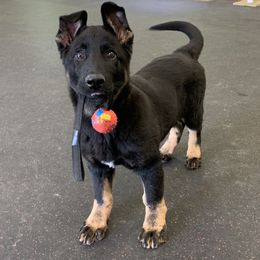 German Shepherd All Grown Up from Vom Stainherz kennels