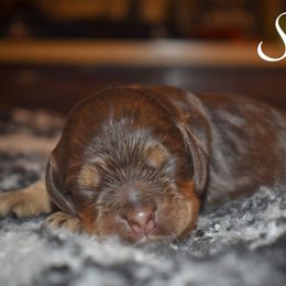 Boy 2 - Brown and tan male Cocker Spaniel puppy in Myerstown, Pennsylvania from The Cocker Cingdom