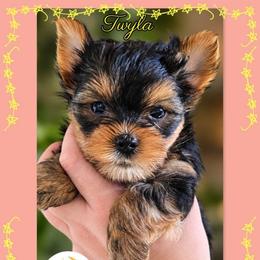 Twyla - Black and tan female Yorkshire Terrier puppy in Moses Lake, Washington from Harmony Hills Yorkies