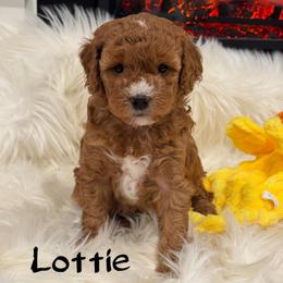 Lottie - Red  female Goldendoodle puppy in Nortonville, Kentucky from Deb’s KY Doodles