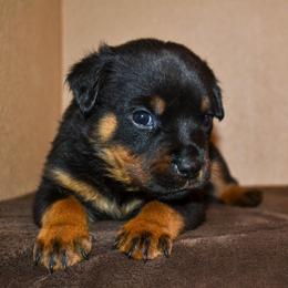 Girl 1 - Black and mahogany female Rottweiler puppy in Ethel, Washington from Titanenheim Rottweilers