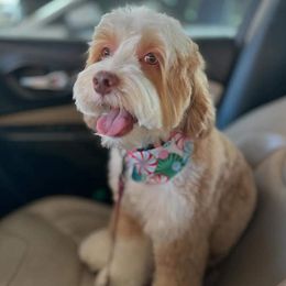 Nova - Australian Labradoodle
