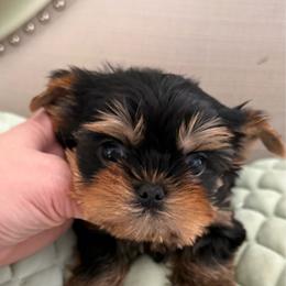 Eric - Black and gold male Yorkshire Terrier puppy in San Diego, Temecula, Ontario, California from Yorkie & Maltese Royalty