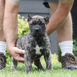 Orange Collar - Tiger female Perro de Presa Canario puppy in Pocahontas, Illinois from Cabeza Grande Kennel