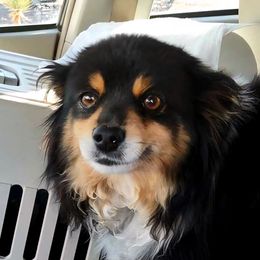 Faith ASDR - Toy Australian Shepherd