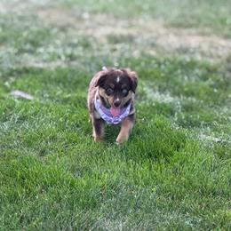 Dandelion - Red tri female Miniature Australian Shepherd puppy in Ellendale, North Dakota from Ark Acres Kennels