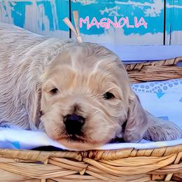 Magnolia - Lemon roan female Cockapoo puppy in Reidsville, North Carolina from Something to Bark About Dog Training