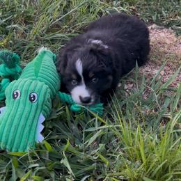 Light purple girl - Black tri-color female Australian Shepherd puppy in Hartville, Missouri from Stamper K9’s