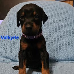 Valkyrie - Black and rust female Doberman Pinscher puppy in Mount Orab, Ohio from Heyne Kennels