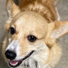 Carol - Pembroke Welsh Corgi