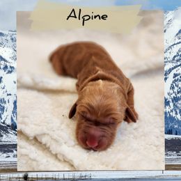 Alpine - Dark golden female Golden Retriever puppy in Shelton, Washington from Kennedy Goldens