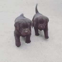 Labrador Retriever Puppies from Sioux River Retrievers