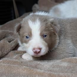 Teddy - Lilac male Border Collie puppy in Courtland, Alabama from C Bar C Ranch Border Collies