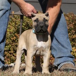Light Blue Collar - Fawn male Perro de Presa Canario puppy in Pocahontas, Illinois from Cabeza Grande Kennel