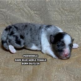 Perwinkle - Blue merle female Australian Shepherd puppy in Bethany, Connecticut from Wynter Thyme Manor Australian shepherds