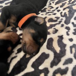Girl 8 - Black and rust Doberman Pinscher puppy in Jefferson Township, New Jersey from Tristel Dobermans