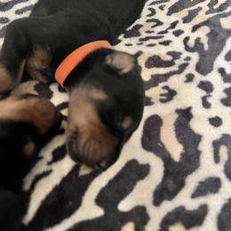 Girl 8 - Black and rust Doberman Pinscher puppy in Jefferson Township, New Jersey from Tristel Dobermans