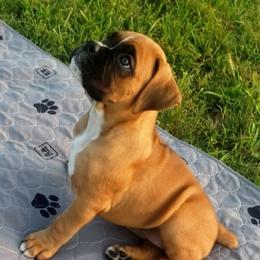 Boxer Puppies from Elevated Boxers