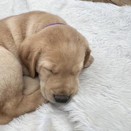 Boy 4 - male Labrador Retriever puppy in Vienna, Virginia from Hunter Mill Retrievers, LLC