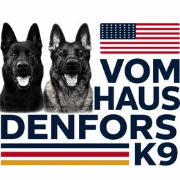 German Shepherd puppies from Vom Haus Denfors K9 - Working German Shepherds