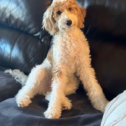 Aussiedoodle, Bernedoodle, Cavapoo, Double Doodle, Goldendoodle, and Yorkipoo Puppies from Fisher River Doodle's