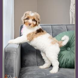 Jessie - Merle female Bernedoodle puppy in Connersville, Indiana from Deaz Doodle Ranch