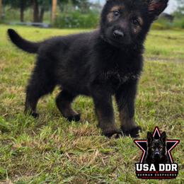 Pink Girl - Venus - Sable female German Shepherd puppy in Purdon, Texas from TEXAS DDR GSD