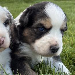 Oak - Black tri-color male Australian Shepherd puppy in Weston, Idaho from Cedarville Aussies