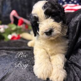 Poe - male Golden Mountain Doodle puppy in Rockville, Minnesota from Bracha Poodles & Doodles