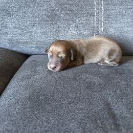Santa - Cream male Dachshund puppy in Perris, California from Doxie_pupps