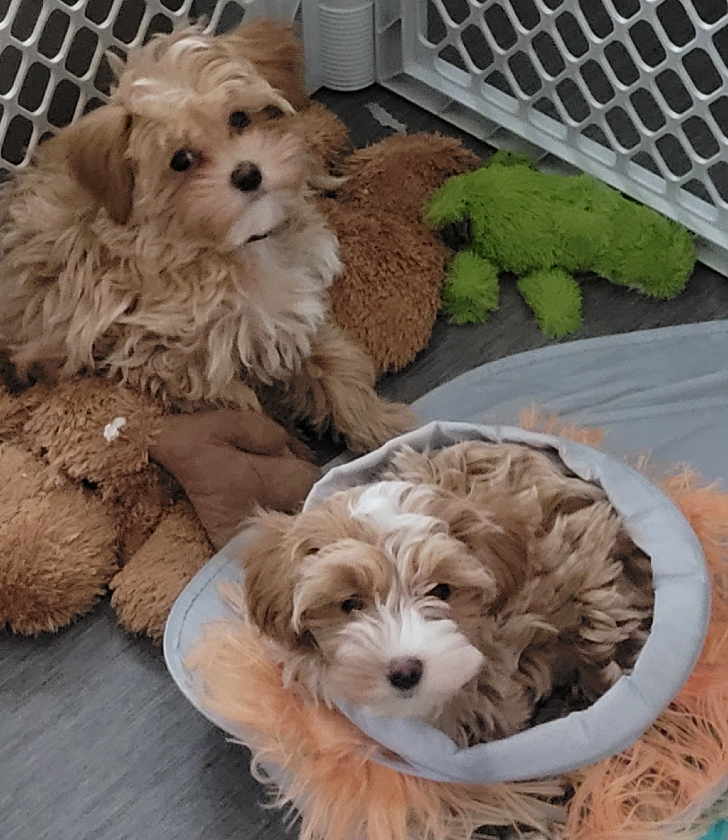 Assorted Doodle Crosses Puppies from Oasis Cotonpoos