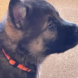 Boy 4 - Sable male German Shepherd puppy in Black Creek, Wisconsin from Copper View Farm German Shepherds and Labrador Retreivers