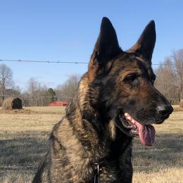 Izzy - German Shepherd