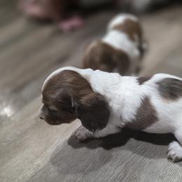 Dachshund Puppies from Green Thumb Farms
