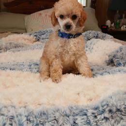 Sunshyne - Apricot male Poodle puppy in Blanch, North Carolina from Faithful Hearts Kennel