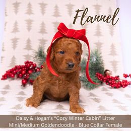 Flannel - Blue Collar Girl - Red  female Goldendoodle puppy in Meadville, Pennsylvania from Doodle Paws Pups