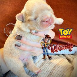 Toy Story's Woody - Cream male French Bulldog puppy in Salem, Oregon from Toy House Frenchies