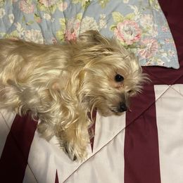 Eve - Yorkshire Terrier