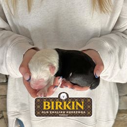 Birkin - Gray and white female Old English Sheepdog puppy in Cleveland, Tennessee from Narrow Path Old English & Sheepadoodles